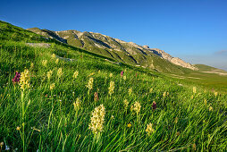 Meadow with orchids with Gran Sasso-group in background, Campo Imperatore, Gran Sasso, Abruzzi, Italy