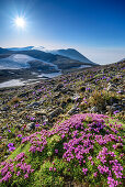 Campion in blossom with Majella-group in background, Monte Amaro, Majella, Abruzzi, Italy