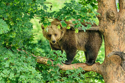 Brown bear standing on branch at tree, Upper Bavaria, Bavaria, Germany