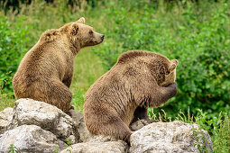 Zwei Braunbären sitzen auf Felsen, Oberbayern, Bayern, Deutschland