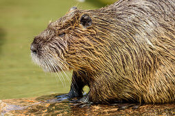 Nutria steht im Wasser, Oberbayern, Bayern, Deutschland