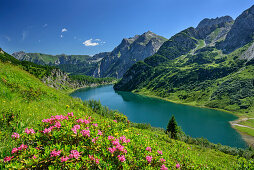 Alpine roses with lake Tappenkarsee, lake Tappenkarsee, Radstadt Tauern, Salzburg, Austria