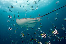 Pink Whipray, Pateobatis fai, North Male Atoll, Maldives