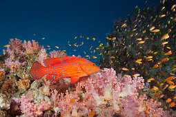 Coral Grouper in Coral Reef, Cephalopholis miniata, South Male Atoll, Maldives