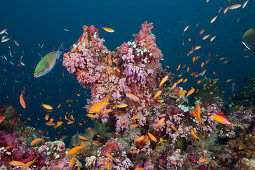 Buntes Korallenriff, Sued Male Atoll, Malediven