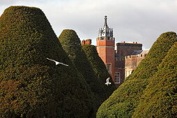 300 Jahre alte, konische Eiben, Park und Palace, Hampton Court, Richmond upon Thames, Surrey, England