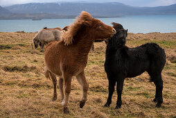 Island Ponies spielen auf einer Wiese mit Gräsern, Foraging, hvalfjördur, Island, Iceland, Europa