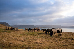 Island Ponies stehen auf einer Wiese mit Gräsern, Foraging, hvalfjördur, Island, Iceland, Europa