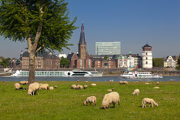 Sheep along the Rhine meadows, view over the Rhine river to the Old town with St Lambertus church, Duesseldorf, North Rhine-Westphalia, Germany