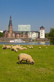 Sheep at the Rhine meadows, view over the Rhine river to the Old town with St Lambertus church, Duesseldorf, North Rhine-Westphalia, Germany
