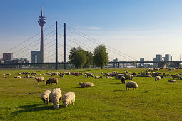 Sheep grazing on the Rhine meadows, view over the Rhine river to Stadttor, television tower and Rheinknie bridge, Duesseldorf, North Rhine-Westphalia, Germany