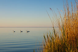 Morning mood at lake Mueritz, Mueritz-Elde-Wasserstrasse, Mecklenburgische Seenplatte, Mecklenburg-West Pomerania, Germany