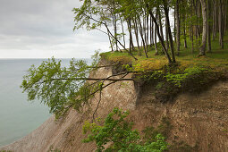 Beech wood above the chalk rocks, Jasmund National Park, Ruegen,  Baltic Sea, Mecklenburg-West Pomerania, Germany