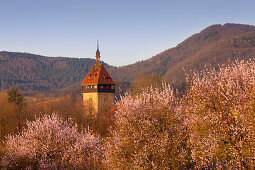 Blühende Mandelbäume am Geilweilerhof bei Siebeldingen, Mandelblütenweg, Deutsche Weinstrasse, Pfalz, Rheinland-Pfalz, Deutschland