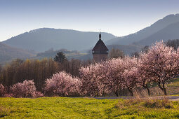 Blühende Mandelbäume am Geilweilerhof bei Siebeldingen, Mandelblütenweg, Deutsche Weinstrasse, Pfalz, Rheinland-Pfalz, Deutschland