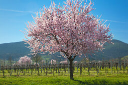 Almond blossom, Mandelbluetenweg, Deutsche Weinstrasse (German Wine Road), Pfalz, Rhineland-Palatinate, Germany