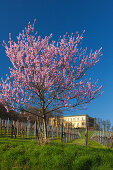 Almond blossom at Villa Ludwigshoehe, Mandelbluetenweg, Deutsche Weinstrasse (German Wine Road), Pfalz, Rhineland-Palatinate, Germany