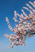 Almond blossom, Mandelbluetenweg, Deutsche Weinstrasse (German Wine Road), Pfalz, Rhineland-Palatinate, Germany