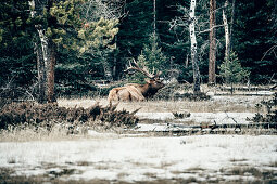 deer, Saskatchewan river crossing, Jasper National Park, Alberta, Kanada, north america