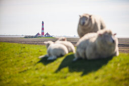 lambs, sheeps, Westerhever lighthouse, dyke, Schleswig Holstein, Germany