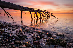 tree, Baltic Sea, Flensburg Fjord, Geltinger bay, Gelting, Schleswig Holstein, Germany