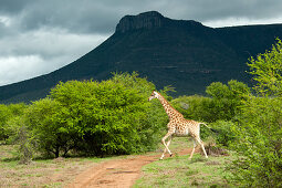 Giraffe pregnant, Samara private Game Reserve, South Africa