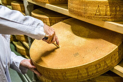 test of the mature of a Gruyere cheese, Gruyere, Switzerland