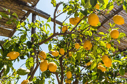 Zitronenbaum mit Früchten in Anacapri, Insel Capri, Golf von Neapel, Italien
