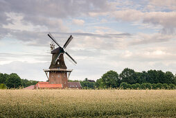 Windmill Holtland in rye field in the evening light, Hesel, Leer, Ostfriesland, Lower Saxony, Germany