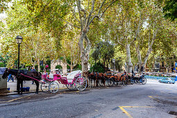 Horse carriages in the old town of Palma, historic city centre, Ciutat Antiga, Palma de Mallorca, Majorca, Balearic Islands, Mediterranean Sea, Spain, Europe