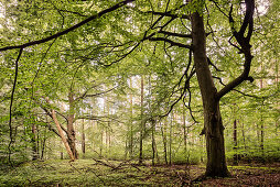 UNESCO World Heritage Old Beech Groves of Germany, Serrahn, Mueritz National Park, Mecklenburg-West Pomerania, Germany