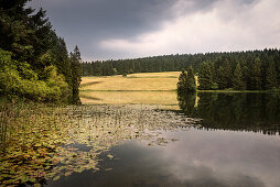 UNESCO Welterbe Harzer Wasserwirtschaft, Mittlerer Grumbachteich, Liebesbankweg, Harz bei Goslar, Niedersachsen, Deutschland