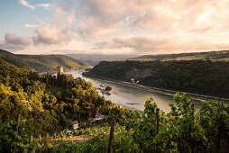 UNESCO World Heritage Upper Rhine Valley, Gutenfels castle and Pfalzgrafenstein castle, grapevine, Rhineland-Palatinate, Germany