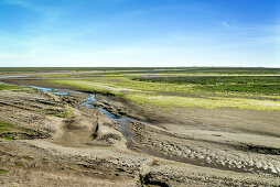 UNESCO World Heritage the Wadden Sea, salt meadow on Scharhoern close to Neuwerk island, federal state Hamburg, Germany, North Sea