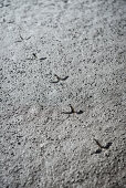 UNESCO Weltnaturerbe Wattenmeer, Tierspuren vom Vogel im Schlickwatt bei Wremen im Landkreis Cuxhaven, Niedersachsen, Deutschland, Nordsee
