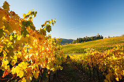 Abbazia de San Michele Arcangelo, monastry and vineyards, autumn, Passignano, near Tavernelle Val di Pesa, Chianti, Tuscany, Italy, Europe