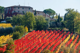 Weinberge, Herbst, Landhaus, bei Greve in Chianti, Toskana, Italien, Europa