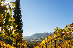 Stadtansicht, Weinberg, Zypresse, San Gimignano, UNESCO Weltkulturerbe, Provinz Siena, Herbst, Toskana, Italien, Europa