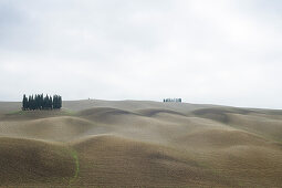 Cypresses, forest, Crete Senesi, near S. Quirico d´Orcia, Val d´Orcia, autumn, UNESCO World Heritage Site, Tuscany, Italy, Europe