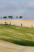 Cypresses, pine trees, Crete Senesi, near S. Quirico d´Orcia, Val d´Orcia, UNESCO World Heritage Site, Tuscany, Italy, Europe