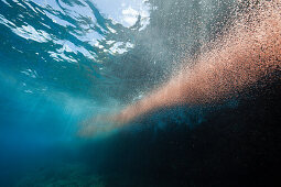 Clouds of Crab Larvae swirl near Shore, Gecarcoidea natalis, Christmas Island, Australia