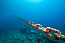 Chain of moored Buoy damages Reef, Christmas Island, Australia