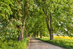 Chestnut alley, Lancken-Granitz, Ruegen Island, Mecklenburg-Western Pomerania, Germany