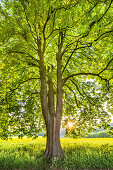 Chestnut alley, Lancken-Granitz, Ruegen Island, Mecklenburg-Western Pomerania, Germany