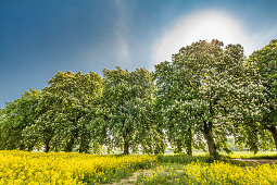 Rapeseed field and chestnut alley, Lancken-Granitz, Ruegen Island, Mecklenburg-Western Pomerania, Germany