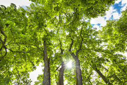 Baum im Gegenlicht, Schlosspark, Puttbus, Rügen, Mecklenburg-Vorpommern, Deutschland