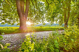 Chestnut alley, Lancken-Granitz, Rügen Island, Mecklenburg-Western Pomerania, Germany