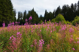 Weidenröschen (Epilobium), bei Neuschönau, Bayrischer Wald, Bayern, Deutschland