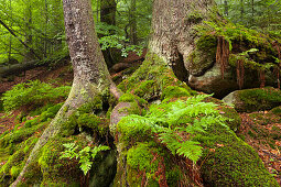 Moss and fern at the roots of a spruce, hiking path to Grosser Falkenstein, Bavarian Forest, Bavaria, Germany