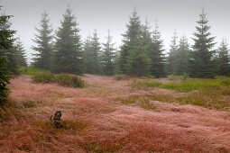 Common bent (agrostis capillaris) on the meadows of Ruckowitzschachten, forest in mist at the hiking path to Großer Falkenstein, Bavarian Forest, Bavaria, Germany